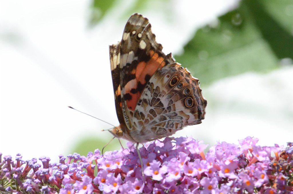 132 2012-08156690 Broad Meadow Brook, MA.JPG - Painted Lady (Vanessa cardui) Butterfly. Broad Meadow Brook Wildlife Sanctuary, MA, 8-15-2012